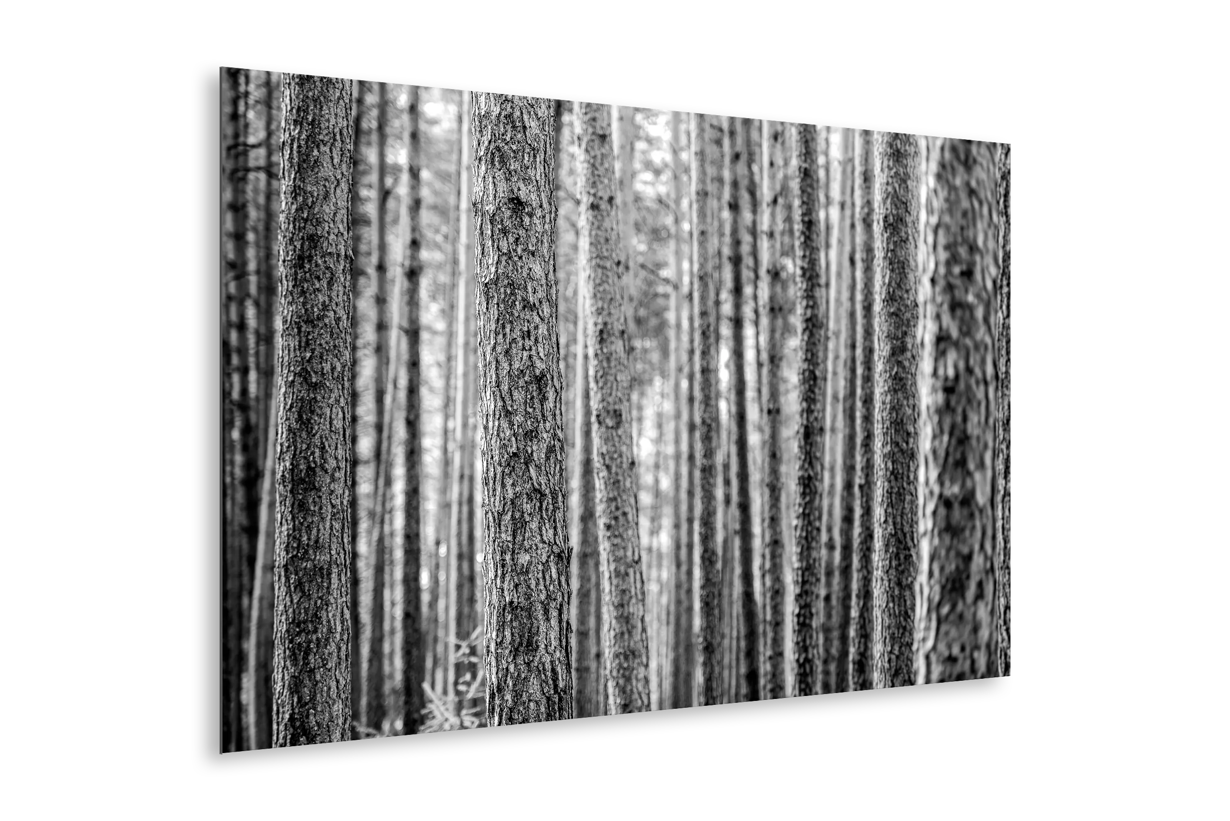 In the woods
