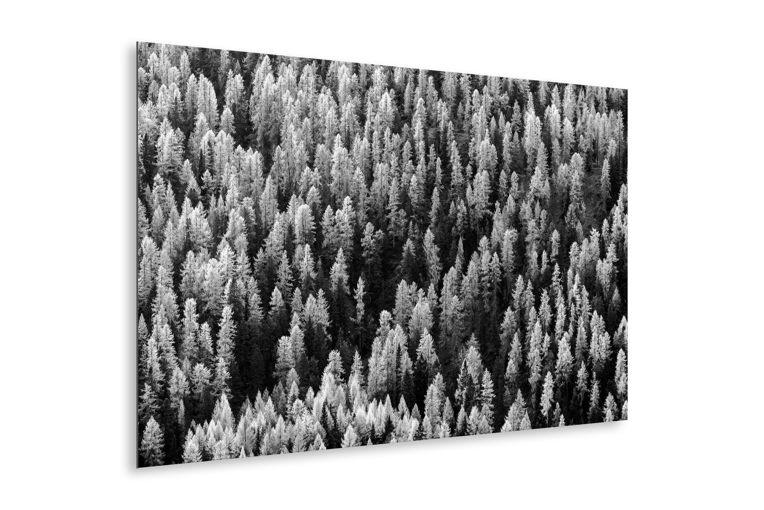 Autumn forest