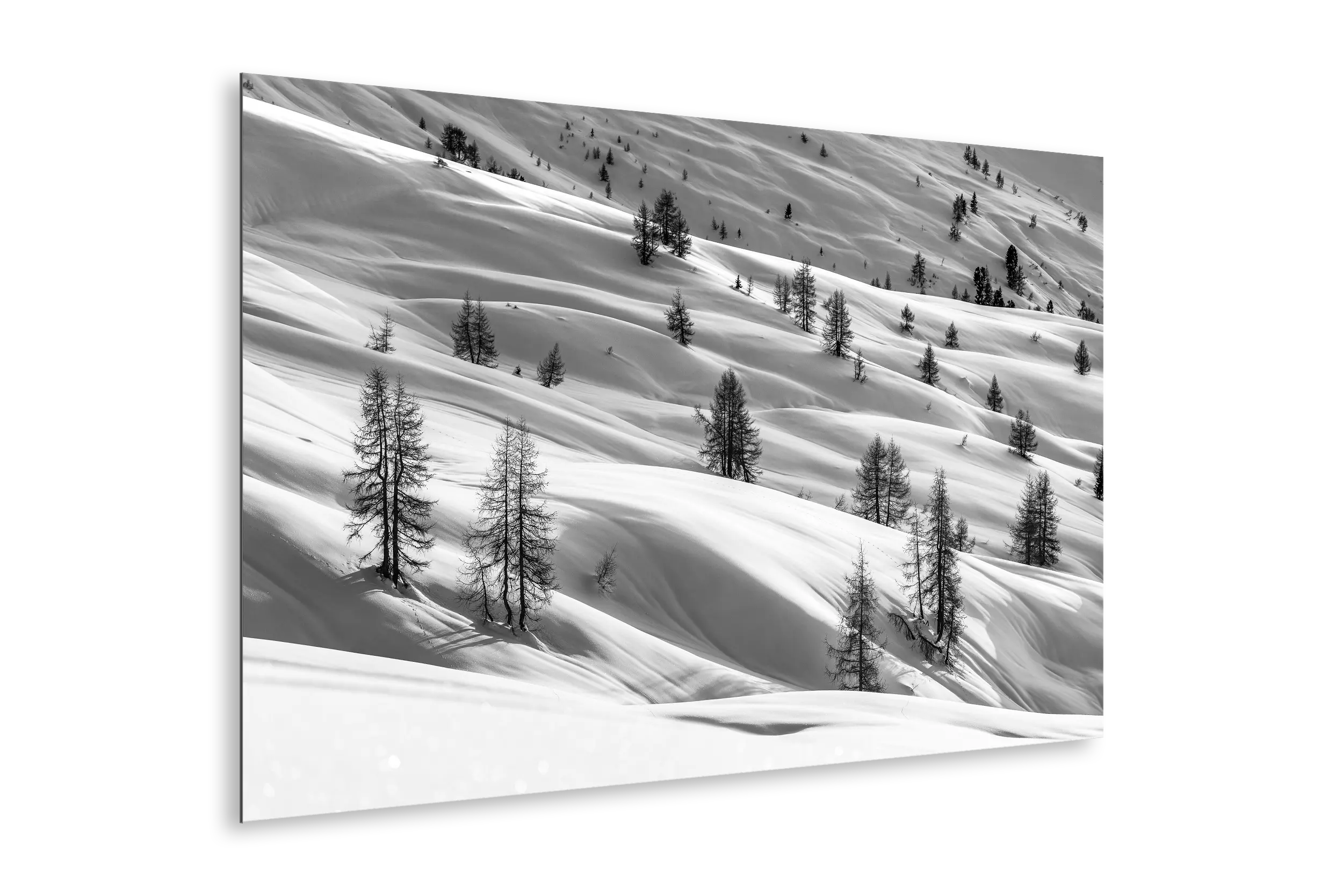 Larches in winter